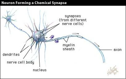 Original illustration of a biological neuron, showing dendrites, the cell body, and an axon.